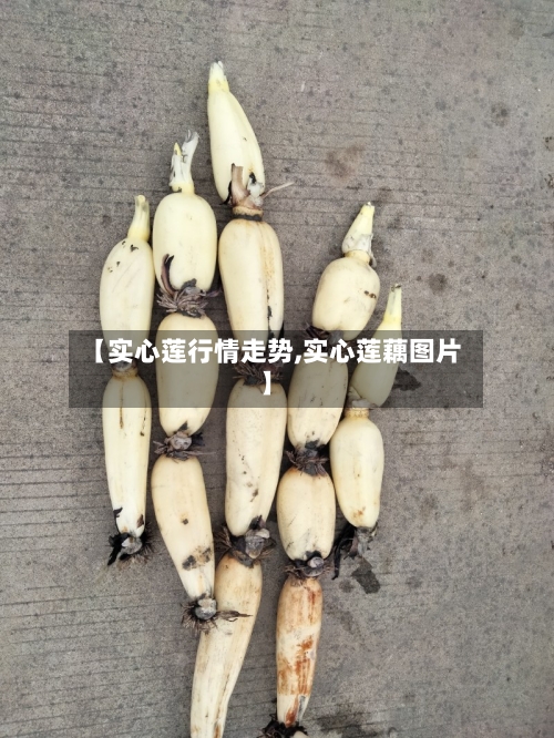 【实心莲行情走势,实心莲藕图片】