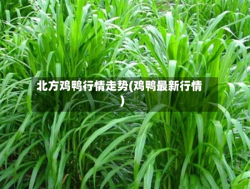 北方鸡鸭行情走势(鸡鸭最新行情)-第3张图片