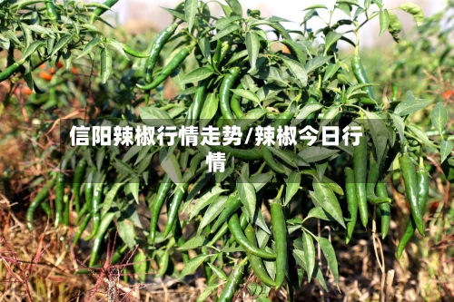 信阳辣椒行情走势/辣椒今日行情-第2张图片