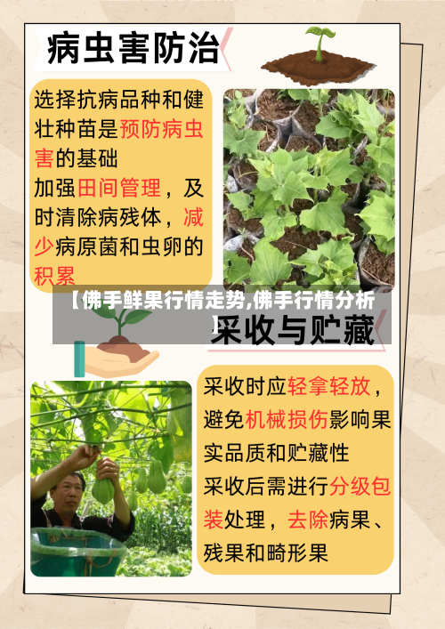 【佛手鲜果行情走势,佛手行情分析】