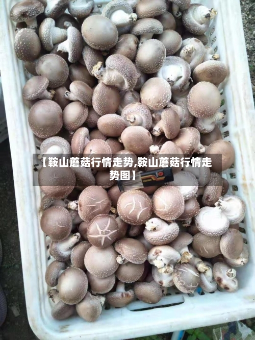 【鞍山蘑菇行情走势,鞍山蘑菇行情走势图】