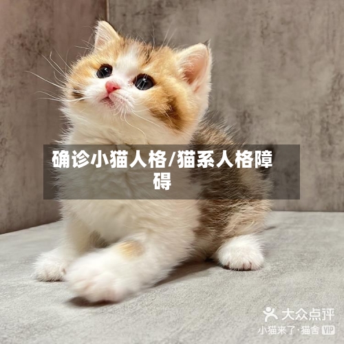 确诊小猫人格/猫系人格障碍-第3张图片