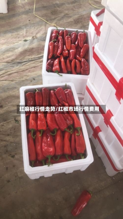 红麻椒行情走势/红椒市场行情费用