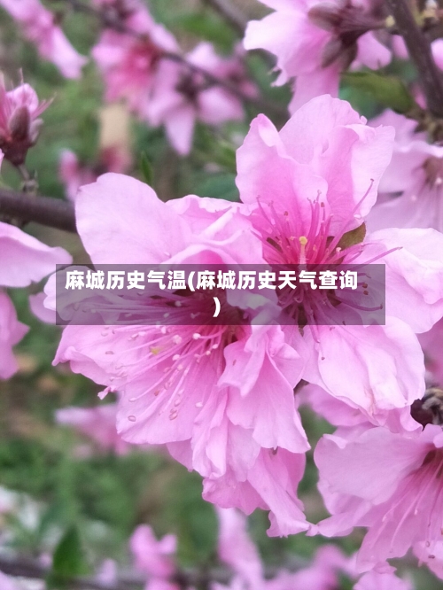 麻城历史气温(麻城历史天气查询)