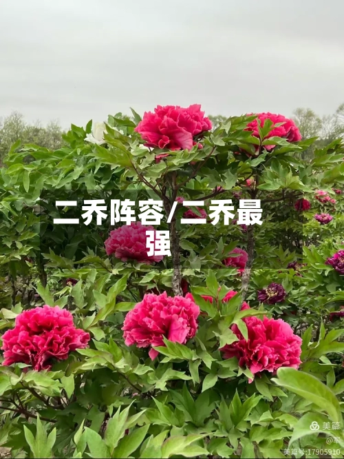 二乔阵容/二乔最强