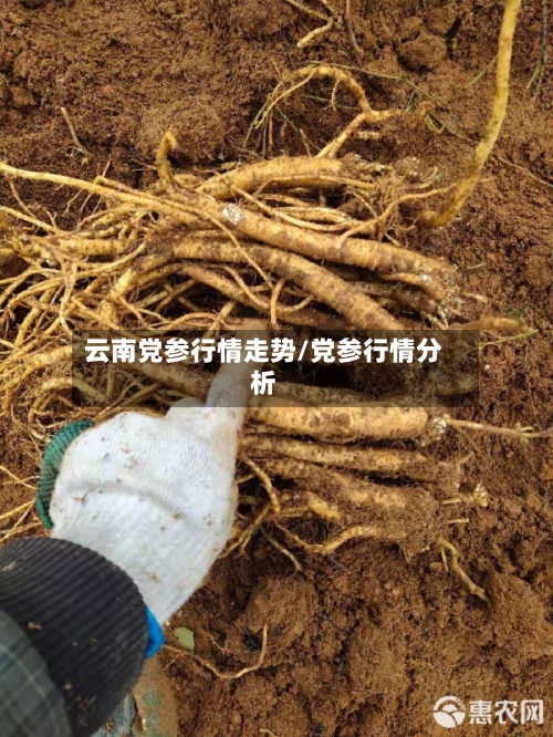 云南党参行情走势/党参行情分析