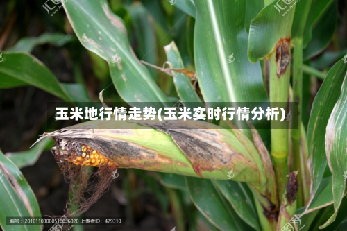 玉米地行情走势(玉米实时行情分析)