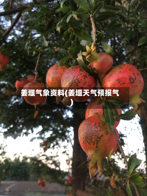 姜堰气象资料(姜堰天气预报气)