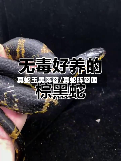 真蛇玉黑阵容/真蛇阵容图-第2张图片