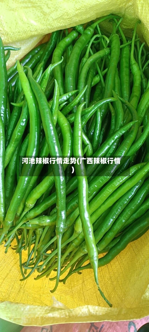 河池辣椒行情走势(广西辣椒行情)-第3张图片