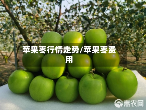 苹果枣行情走势/苹果枣费用-第2张图片