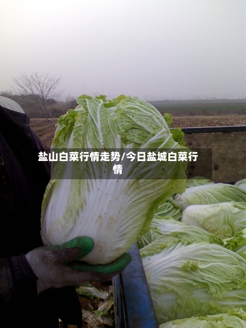 盐山白菜行情走势/今日盐城白菜行情-第2张图片