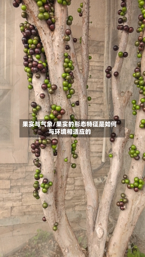果实与气象/果实的形态特征是如何与环境相适应的