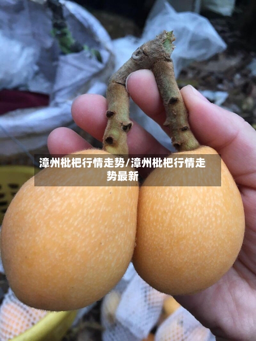 漳州枇杷行情走势/漳州枇杷行情走势最新