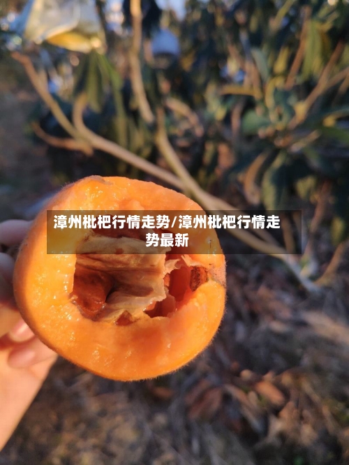漳州枇杷行情走势/漳州枇杷行情走势最新-第2张图片