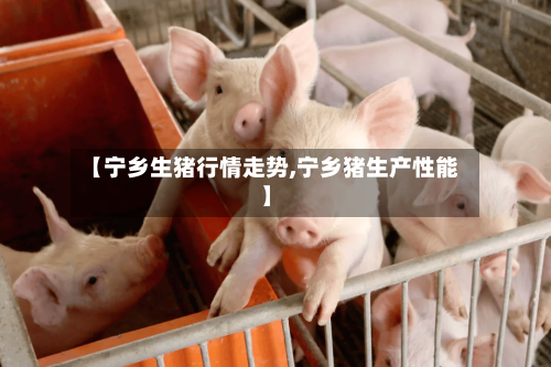 【宁乡生猪行情走势,宁乡猪生产性能】