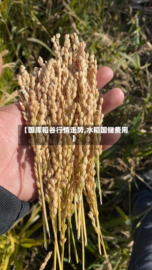 【国库稻谷行情走势,水稻国储费用】-第2张图片