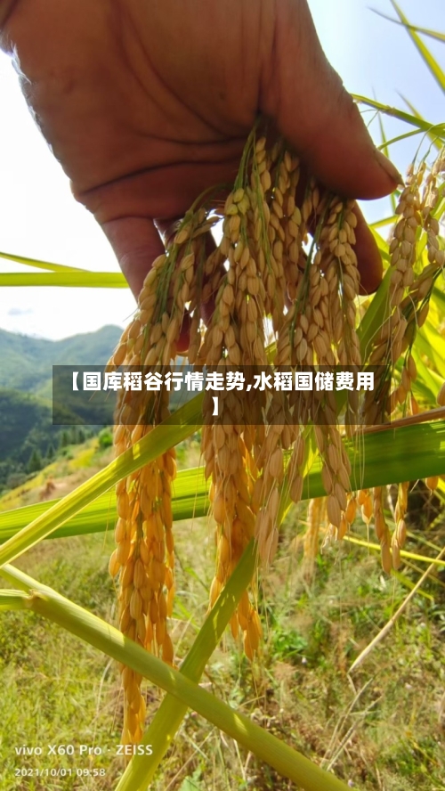 【国库稻谷行情走势,水稻国储费用】