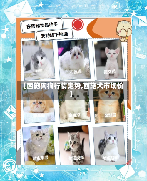 【西施狗狗行情走势,西施犬市场价】-第2张图片