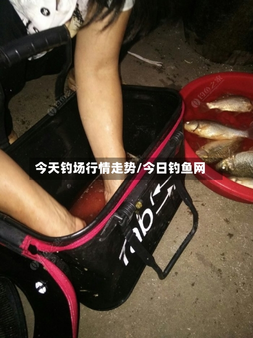 今天钓场行情走势/今日钓鱼网-第2张图片