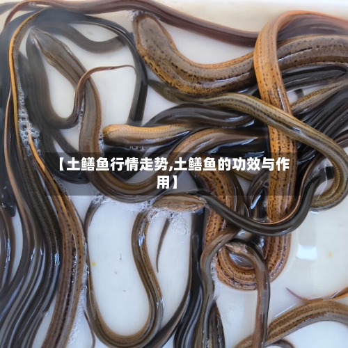 【土鳝鱼行情走势,土鳝鱼的功效与作用】