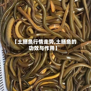 【土鳝鱼行情走势,土鳝鱼的功效与作用】-第2张图片