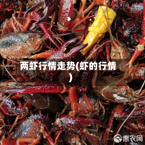 两虾行情走势(虾的行情)