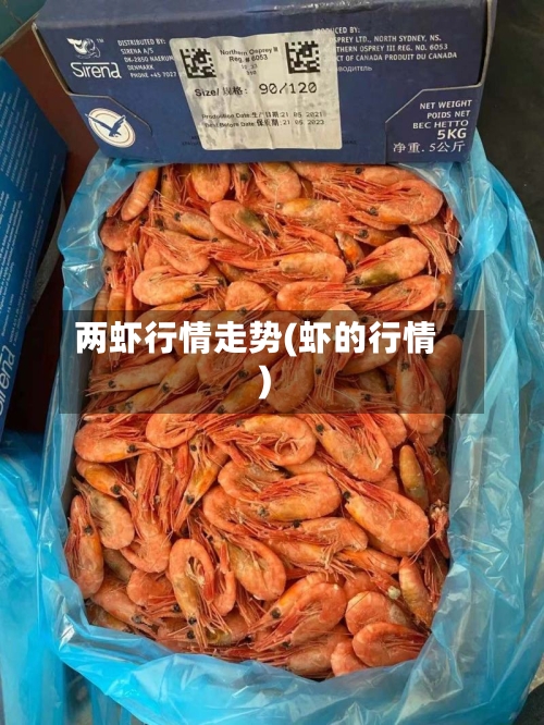 两虾行情走势(虾的行情)-第2张图片