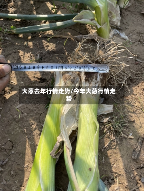 大葱去年行情走势/今年大葱行情走势