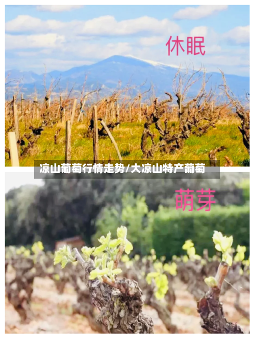 凉山葡萄行情走势/大凉山特产葡萄