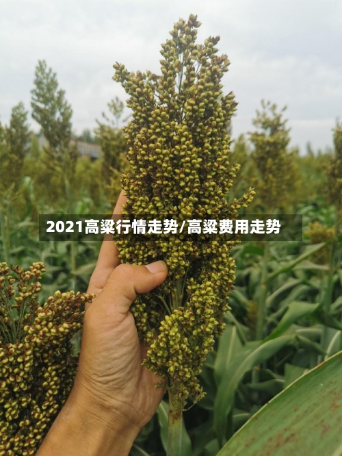 2021高粱行情走势/高粱费用走势-第2张图片