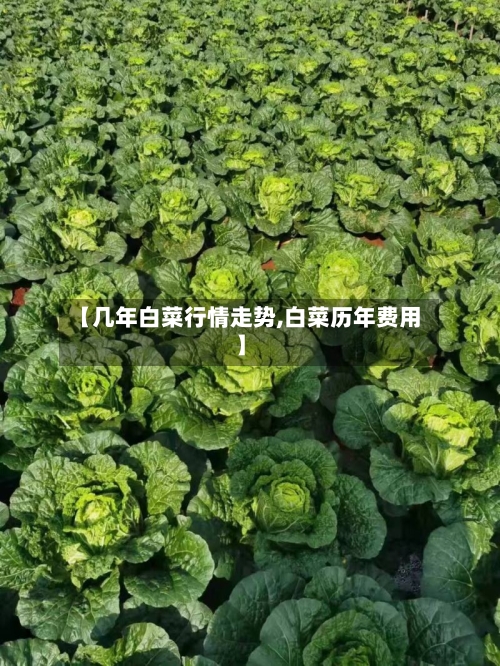 【几年白菜行情走势,白菜历年费用】