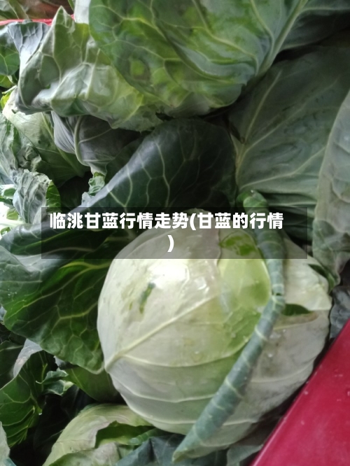 临洮甘蓝行情走势(甘蓝的行情)
