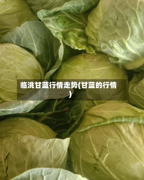 临洮甘蓝行情走势(甘蓝的行情)-第2张图片