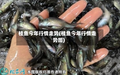 桂鱼今年行情走势(桂鱼今年行情走势图)-第2张图片