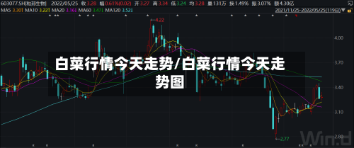 白菜行情今天走势/白菜行情今天走势图