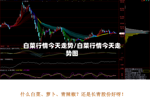 白菜行情今天走势/白菜行情今天走势图-第2张图片
