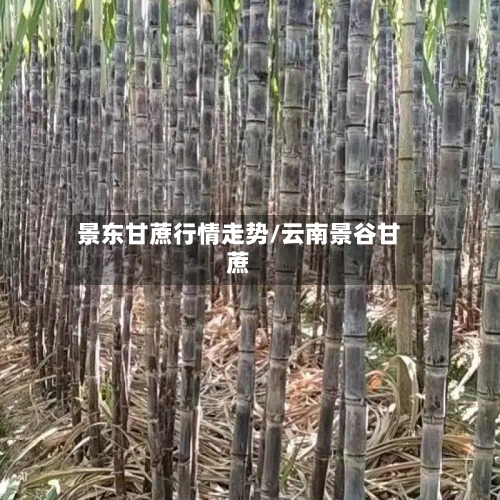 景东甘蔗行情走势/云南景谷甘蔗
