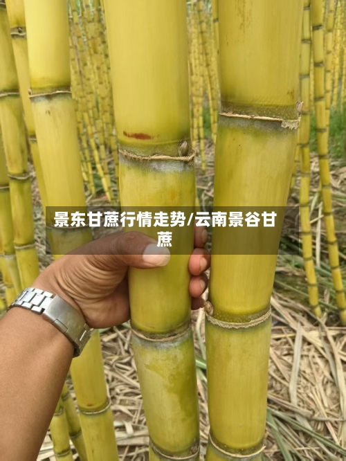 景东甘蔗行情走势/云南景谷甘蔗-第3张图片
