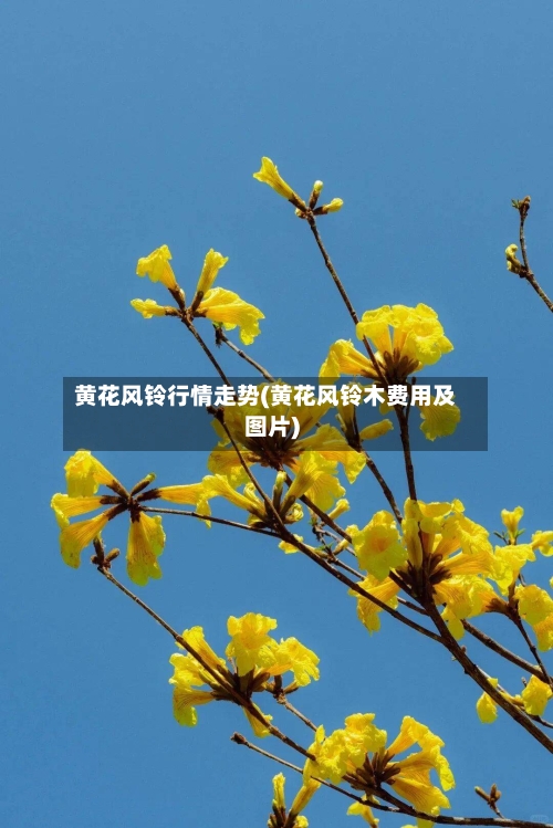 黄花风铃行情走势(黄花风铃木费用及图片)