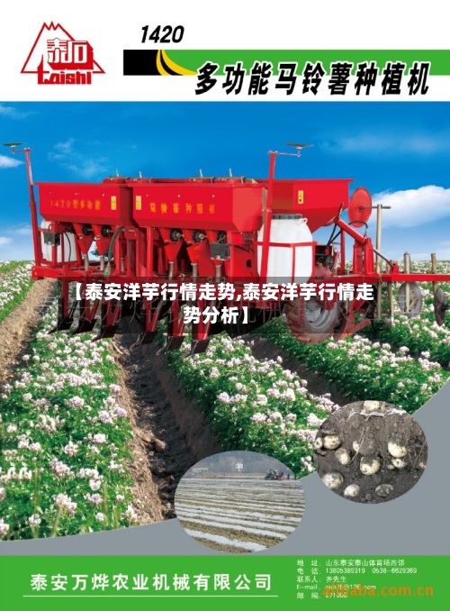 【泰安洋芋行情走势,泰安洋芋行情走势分析】