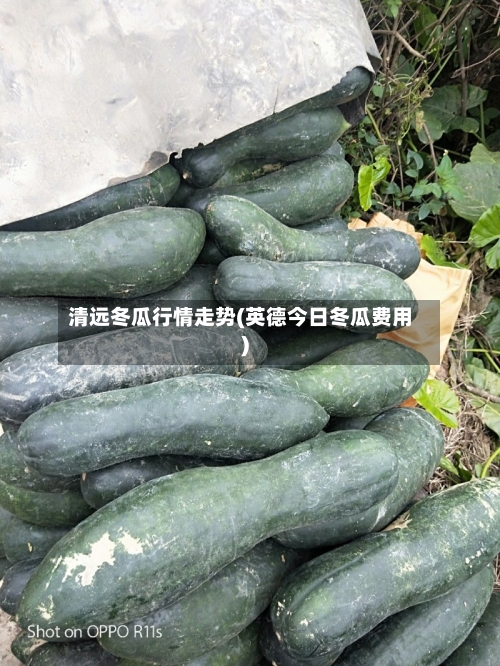 清远冬瓜行情走势(英德今日冬瓜费用)
