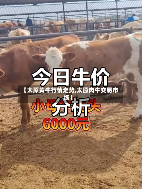 【太原黄牛行情走势,太原肉牛交易市场】-第2张图片