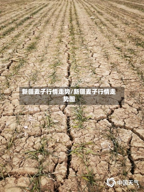 新疆麦子行情走势/新疆麦子行情走势图