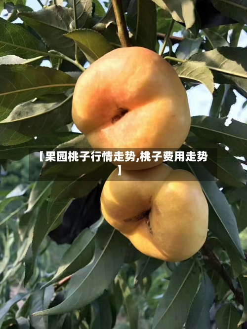 【果园桃子行情走势,桃子费用走势】