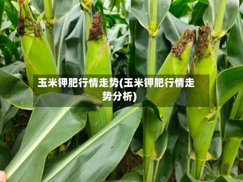 玉米钾肥行情走势(玉米钾肥行情走势分析)-第2张图片