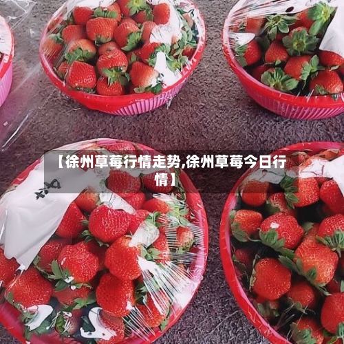 【徐州草莓行情走势,徐州草莓今日行情】-第2张图片