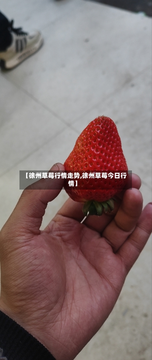 【徐州草莓行情走势,徐州草莓今日行情】