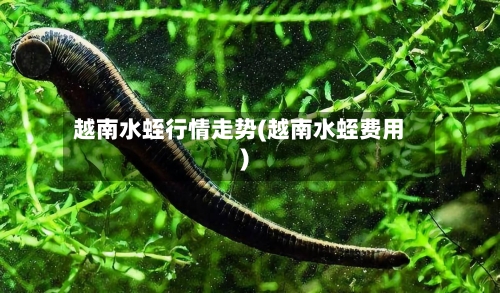 越南水蛭行情走势(越南水蛭费用)-第2张图片