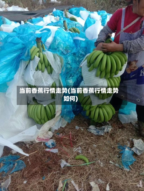 当前香蕉行情走势(当前香蕉行情走势如何)-第2张图片